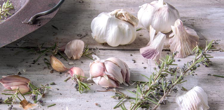 garlic oil as a natural antibiotic