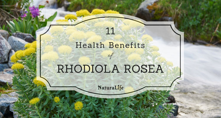 health benefits of rhodiola rosea